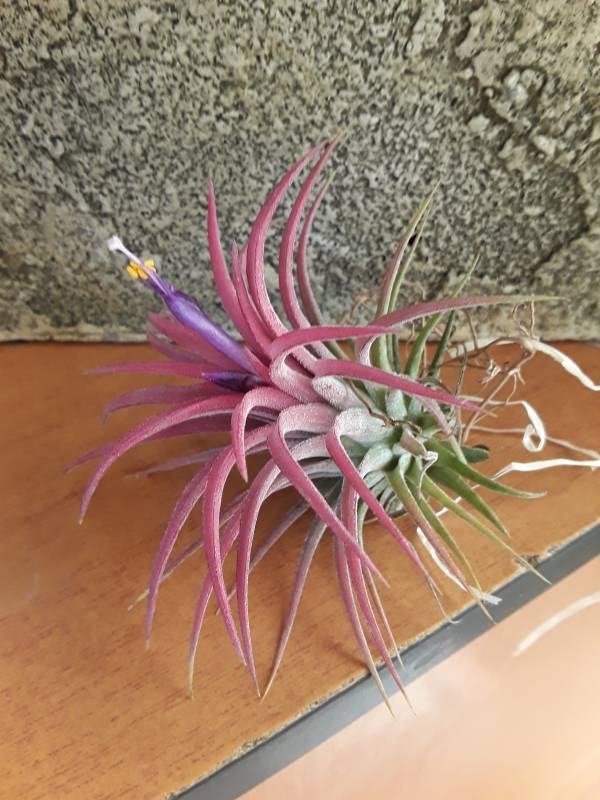 Tillandsia ionantha red large