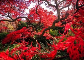 Acer Palmatum &sigma;&epsilon; &delta;ά&sigma;&omicron;&sigmaf;