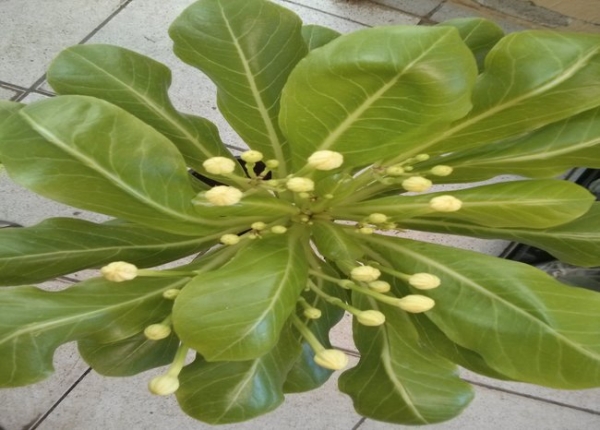 &Alpha;&nu;&theta;&iota;&sigma;&mu;έ&nu;&eta; &mu;&pi;&rho;&iota;&chi;ά&mu;&iota;&alpha;