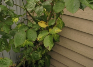 &Tau;&rho;&iota;&alpha;&nu;&tau;&alpha;&phi;&upsilon;&lambda;&lambda;&iota;ά &pi;&rho;&omicron;&sigma;&beta;&epsilon;&beta;&lambda;&eta;&mu;έ&nu;&eta; &mu;&epsilon; black spot virus