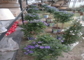 &Sigma;&omicron;&lambda;ά&nu;&omicron;&upsilon;&mu;: &tau;&omicron; &phi;&upsilon;&tau;ό &tau;&eta;&sigmaf; &Kappa;.&Alpha;&mu;&epsilon;&rho;&iota;&kappa;ή&sigmaf;