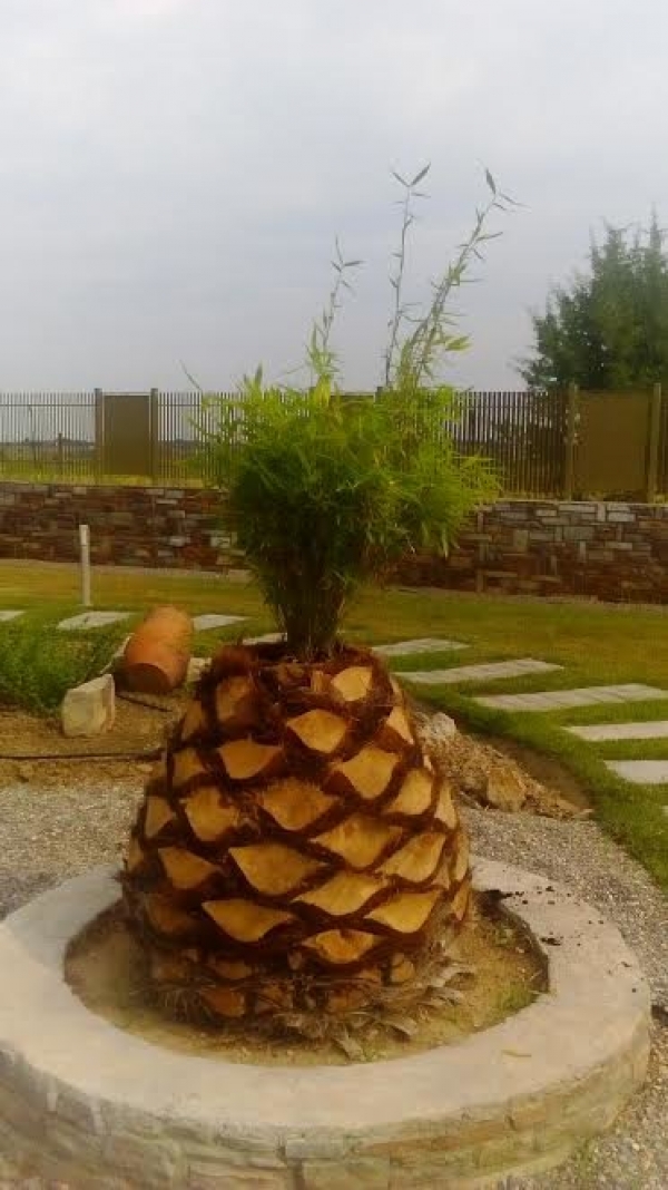 &Kappa;&alpha;&rho;ύ&delta;&alpha; &phi;&omicron;ί&nu;&iota;&kappa;&alpha; &delta;&iota;&alpha;&mu;&omicron;&rho;&phi;&omega;&mu;έ&nu;&eta; &sigma;&alpha;&nu; &gamma;&lambda;ά&sigma;&tau;&rho;&alpha; &kappa;&alpha;&sigma;&pi;ώ