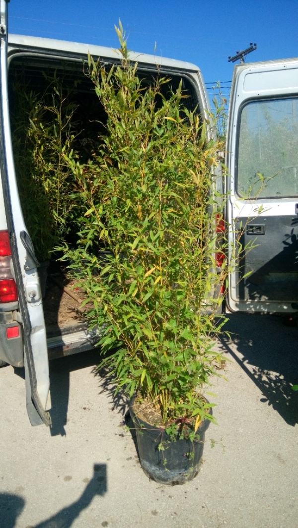 &Mu;&pi;&alpha;&mu;&pi;&omicron;ύ &epsilon;&xi;&omega;&tau;&epsilon;&rho;&iota;&kappa;&omicron;ύ &chi;ώ&rho;&omicron;&upsilon; 2&mu; ύ&psi;&omicron;&sigmaf;