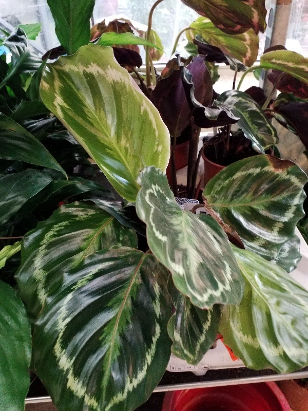 Calathea medallion &sigma;&tau;&eta;&nu; &Kappa;έ&nu;&tau;&iota;&alpha;