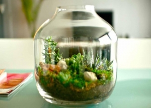 &Pi;&omicron;&iota;&kappa;&iota;&lambda;ί&alpha; &pi;&alpha;&chi;&upsilon;&phi;ύ&tau;&omega;&nu; &sigma;&epsilon; &gamma;&upsilon;ά&lambda;&alpha;