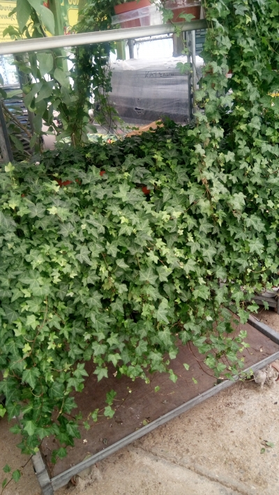 &Kappa;&iota;&sigma;&sigma;ό&sigmaf; 1,5&mu; &mu;ή&kappa;&omicron;&sigmaf; &epsilon;&iota;&sigma;&alpha;&gamma;&omega;&gamma;ή&sigmaf; &pi;&rho;ά&sigma;&iota;&nu;&omicron;&sigmaf;