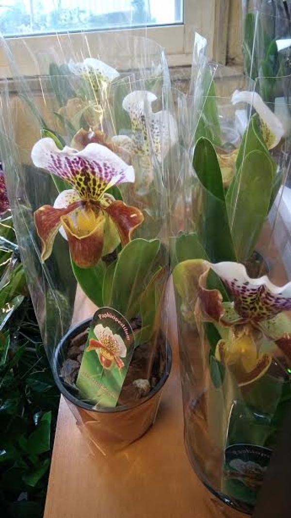 Paphiopedilum