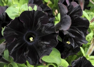 &Sigma;&pi;ά&nu;&iota;&alpha; &phi;&upsilon;&tau;ά &alpha;&pi;ό ό&lambda;&omicron; &tau;&omicron;&nu; &kappa;ό&sigma;&mu;&omicron;