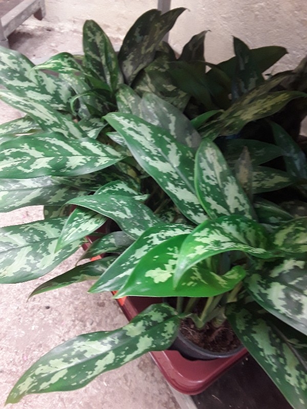 Aglaonema maria