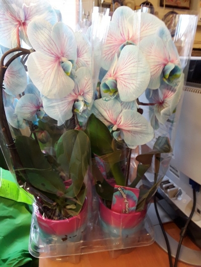 Phaleanopsis wonder of nature (&mu;&epsilon;&gamma;&alpha;&lambda;&omicron;&lambda;&omicron;ύ&lambda;&omicron;&upsilon;&delta;&eta;)