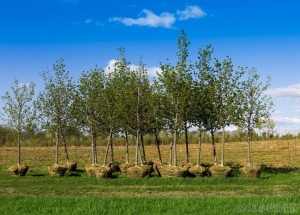 &Gamma;&upsilon;&mu;&nu;ό&rho;&iota;&zeta;&alpha; &pi;&lambda;&alpha;&tau;ά&nu;&iota;&alpha;
