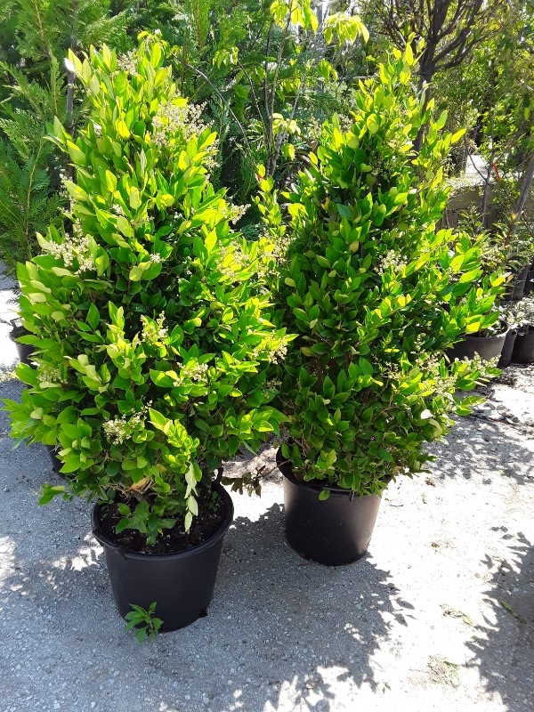 &Lambda;&iota;&gamma;&omicron;ύ&sigma;&tau;&rho;&omicron; texanum &sigma;&epsilon; &mu;&epsilon;&gamma;ά&lambda;&omicron; &mu;έ&gamma;&epsilon;&theta;&omicron;&sigmaf;