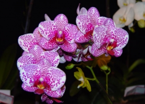 &Omicron;&rho;&chi;&iota;&delta;έ&alpha; &phi;&alpha;&lambda;&alpha;&iota;&nu;ό&psi;&iota;&sigmaf;