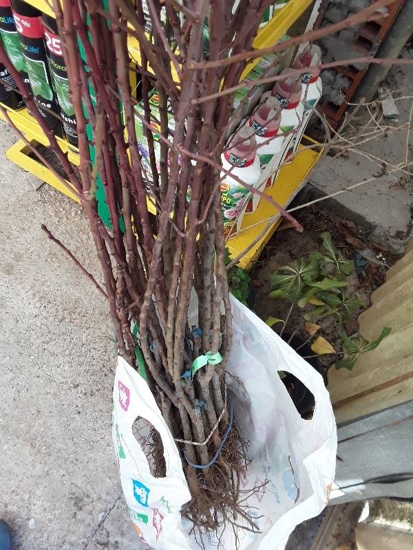 &Alpha;&mu;ύ&gamma;&delta;&alpha;&lambda;&alpha; &gamma;&upsilon;&mu;&nu;ό&rho;&iota;&zeta;&alpha; &sigma;&epsilon; &delta;&iota;ά&phi;&omicron;&rho;&epsilon;&sigmaf; &pi;&omicron;&iota;&kappa;&iota;&lambda;ί&epsilon;&sigmaf;