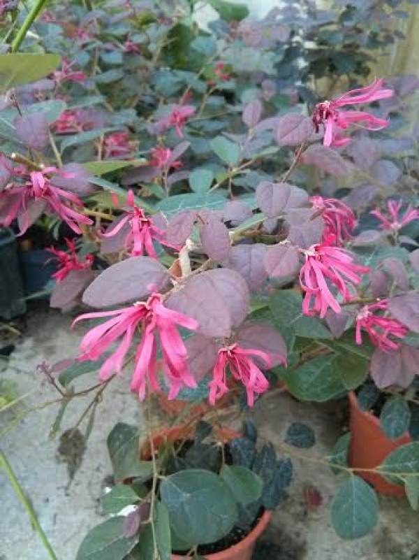 &Lambda;&omega;&rho;&omicron;&pi;έ&tau;&alpha;&lambda;&omicron; &sigma;&tau;&eta;&nu; &Kappa;έ&nu;&tau;&iota;&alpha;