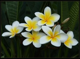 &Pi;&lambda;&omicron;&upsilon;&mu;έ&rho;&iota;&alpha;