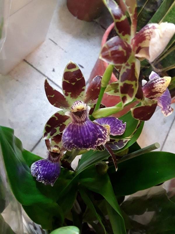 Zygopetalum louisendorf leopard