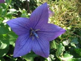 &Pi;&lambda;&alpha;&tau;&upsilon;&kappa;ώ&delta;&omega;&nu;: &mu;&iota;&alpha; &kappa;&alpha;&lambda;&omicron;&kappa;&alpha;&iota;&rho;&iota;&nu;ή έ&kappa;&pi;&lambda;&eta;&xi;&eta;