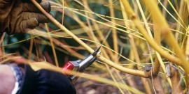 &Sigma;&omega;&sigma;&tau;ή &delta;&iota;&alpha;&delta;&iota;&kappa;&alpha;&sigma;ί&alpha; &kappa;&lambda;&alpha;&delta;έ&mu;&alpha;&tau;&omicron;&sigmaf; &phi;&upsilon;&tau;&omicron;ύ