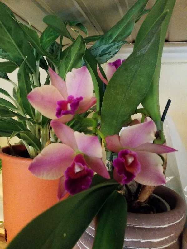 Cattley &sigma;&tau;&eta;&nu; &Kappa;έ&nu;&tau;&iota;&alpha;