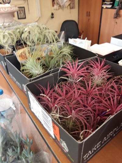 Tillandsia ionantha red color