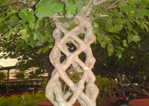 ficus benjamina exotica braided