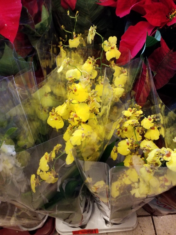 Oncidium orchid &sigma;&tau;&eta;&nu; &Kappa;έ&nu;&tau;&iota;&alpha;