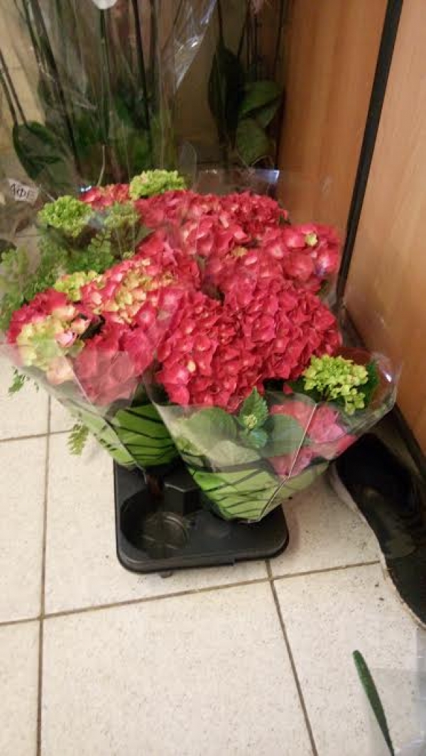 &Omicron;&rho;&tau;&alpha;&nu;&sigma;ί&alpha; &sigma;&epsilon; &phi;&omicron;&upsilon;&xi; &chi;&rho;ώ&mu;&alpha;