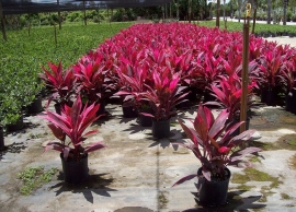 &Pi;&alpha;&rho;&alpha;&gamma;&omega;&gamma;ή &kappa;&omicron;&rho;&delta;&iota;&lambda;ί&nu;&eta;&sigmaf; &sigma;&tau;&eta;&nu; &Alpha;&nu;. &Alpha;&sigma;ί&alpha;