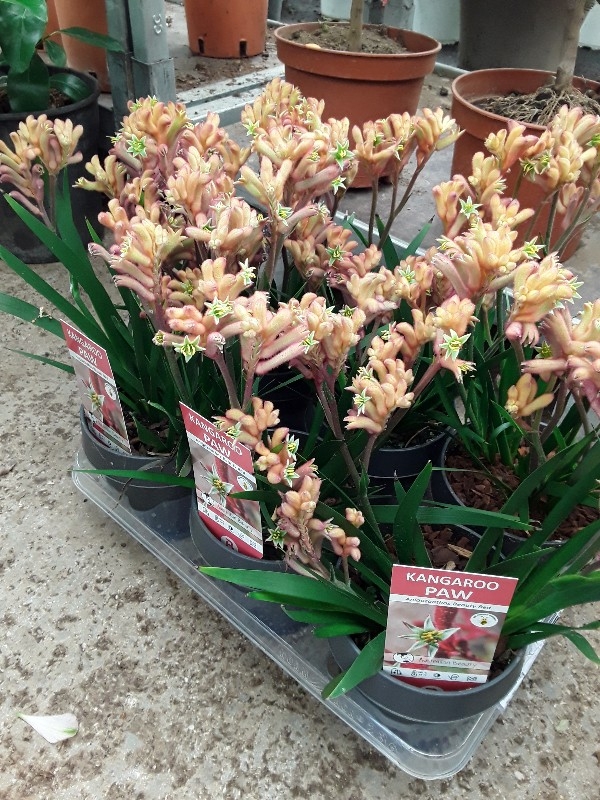 Anoigozanthos kangaroo paw