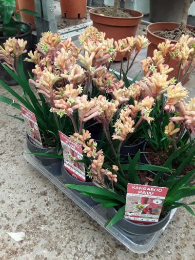 Anoigozanthos kangaroo paw