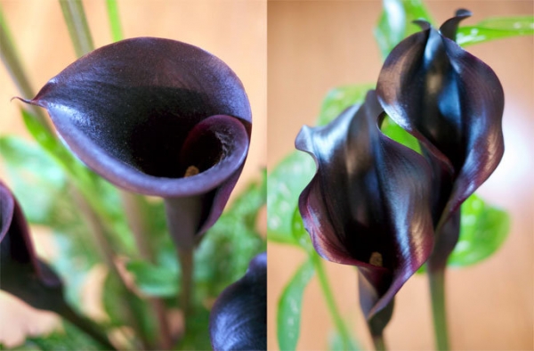 &Kappa;ά&lambda;&alpha; &sigma;&epsilon; &sigma;&kappa;&omicron;ύ&rho;&omicron; &mu;&omega;&beta; &beta;&chi;&rho;ώ&mu;&alpha;