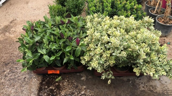 &Beta;&epsilon;&rho;&omicron;&nu;ί&kappa;&eta; &mu;&epsilon; &pi;&rho;ά&sigma;&iota;&nu;&omicron; &kappa;&alpha;&iota; &delta;ί&chi;&rho;&omega;&mu;&omicron; &phi;ύ&lambda;&lambda;&omega;&mu;&alpha;