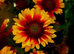 Gailardia or Blanket Flower