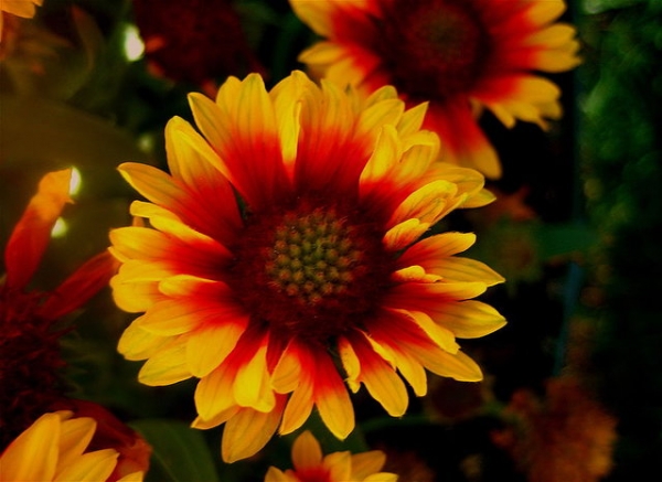 Gailardia or Blanket Flower