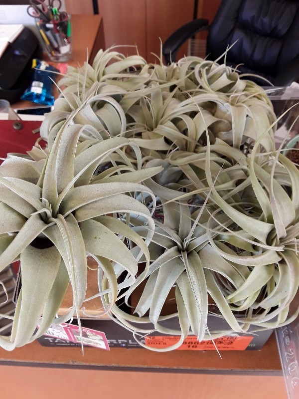 Tilandsia xerographica