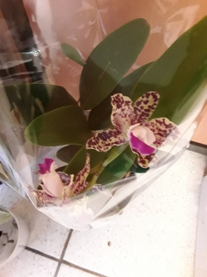 Leopard Cattley orchid &sigma;&tau;&eta;&nu; &Kappa;έ&nu;&tau;&iota;&alpha; 