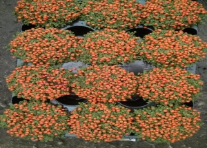 N&epsilon;&rho;&tau;έ&rho;&alpha;:&gamma;&omicron;&eta;&tau;&epsilon;ί&alpha; &sigma;&epsilon; &lambda;&iota;&lambda;&iota;&pi;&omicron;ύ&tau;&epsilon;&iota;&omicron; &mu;έ&gamma;&epsilon;&theta;&omicron;&sigmaf;