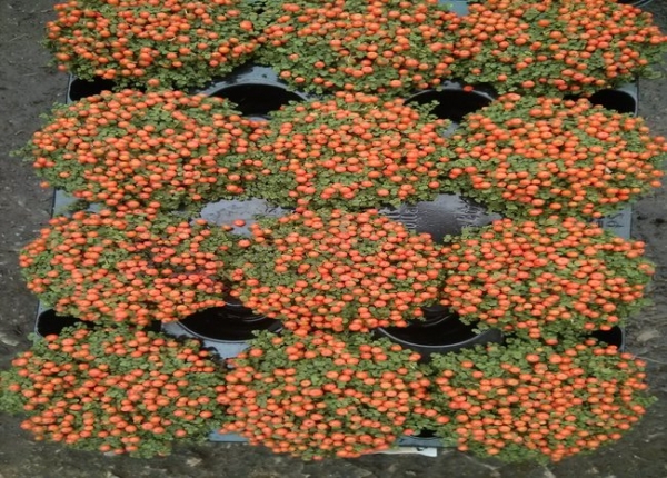 N&epsilon;&rho;&tau;έ&rho;&alpha;:&gamma;&omicron;&eta;&tau;&epsilon;ί&alpha; &sigma;&epsilon; &lambda;&iota;&lambda;&iota;&pi;&omicron;ύ&tau;&epsilon;&iota;&omicron; &mu;έ&gamma;&epsilon;&theta;&omicron;&sigmaf;