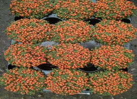 N&epsilon;&rho;&tau;έ&rho;&alpha;:&gamma;&omicron;&eta;&tau;&epsilon;ί&alpha; &sigma;&epsilon; &lambda;&iota;&lambda;&iota;&pi;&omicron;ύ&tau;&epsilon;&iota;&omicron; &mu;έ&gamma;&epsilon;&theta;&omicron;&sigmaf;