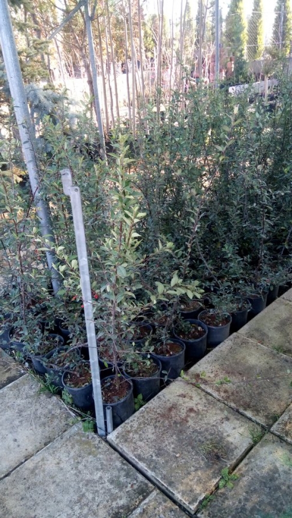 &Pi;&upsilon;&rho;ά&kappa;&alpha;&nu;&theta;&omicron;&sigmaf; 1&mu; &psi;&eta;&lambda;ό&sigmaf;