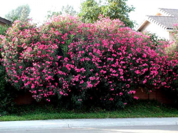 &Phi;&rho;ά&chi;&tau;&eta;&sigmaf; &mu;&epsilon; &rho;&omicron;&zeta; &pi;&iota;&kappa;&rho;&omicron;&delta;ά&phi;&nu;&eta;