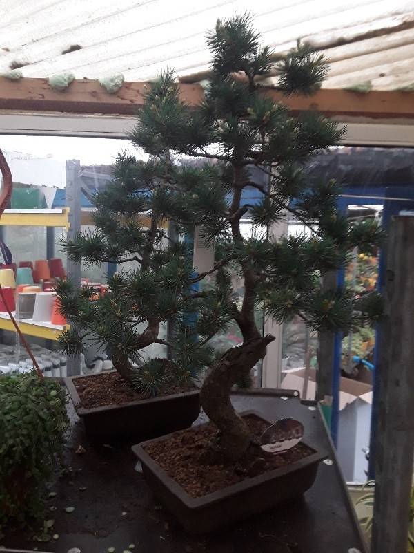 Authentic pinus bonsai