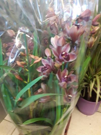Cymbidium bronze purple
