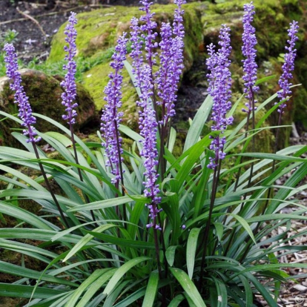 Liriope muscari:έ&nu;&alpha; &delta;&iota;&alpha;&phi;&omicron;&rho;&epsilon;&tau;&iota;&kappa;ό &alpha;&gamma;&rho;&omega;&sigma;&tau;ώ&delta;&epsilon;&sigmaf;