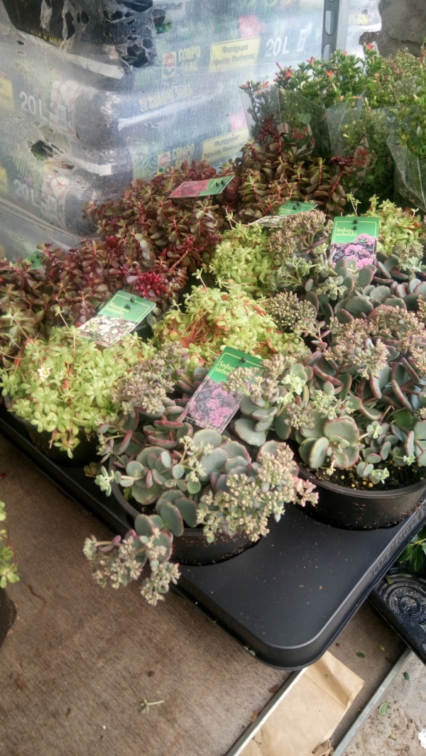 Sedum &sigma;&epsilon; &pi;&omicron;&lambda;&lambda;έ&sigmaf; &pi;&omicron;&iota;&kappa;&iota;&lambda;ί&epsilon;&sigmaf;