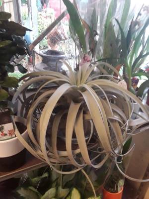 Gigantic tillandsia xerographica 55cm diameter