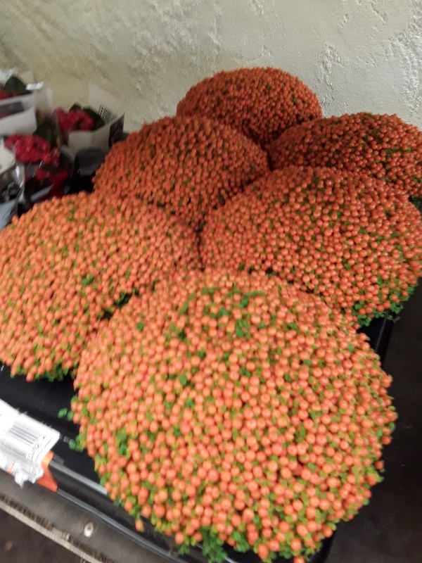 Nertera grana astrid