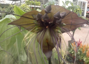 Tacca chantrieri &sigma;&tau;&eta;&nu; &Kappa;&Epsilon;&Nu;&Tau;&Iota;&Alpha;