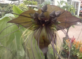 Tacca chantrieri &sigma;&tau;&eta;&nu; &Kappa;&Epsilon;&Nu;&Tau;&Iota;&Alpha;